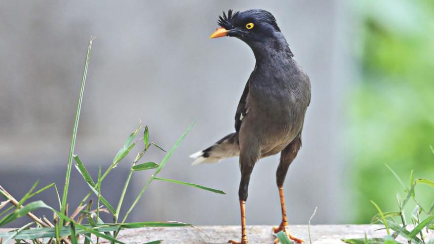 bird_4.jpg