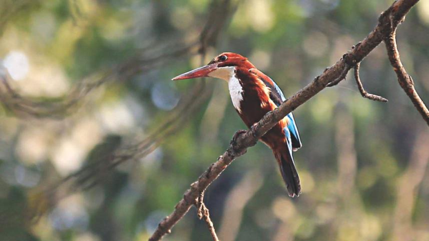 bird_6.jpg