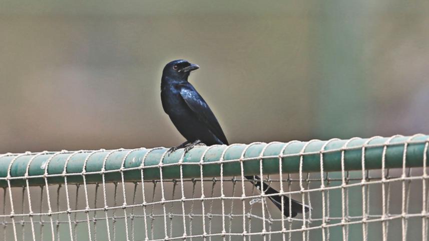 bird_8.jpg