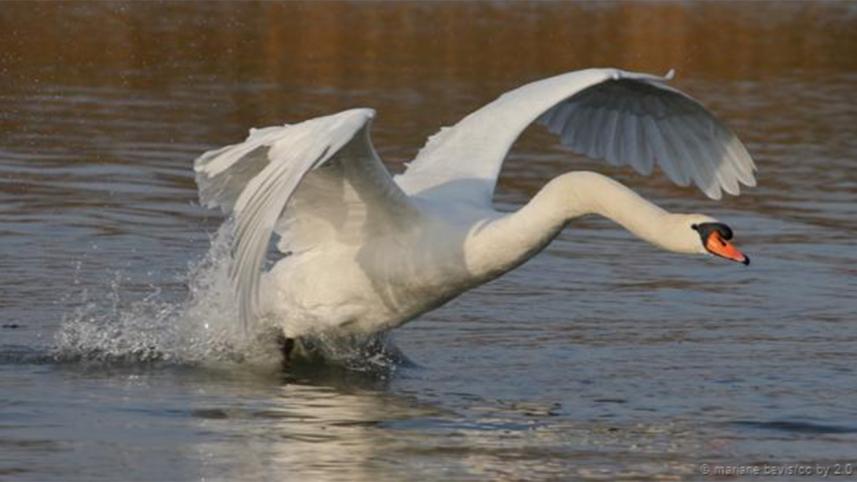 birds-flying.jpg