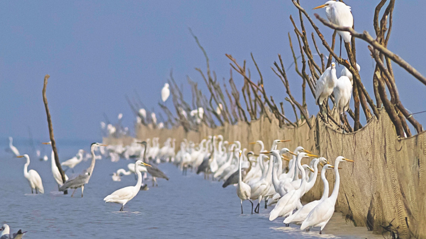 birds_0.jpg