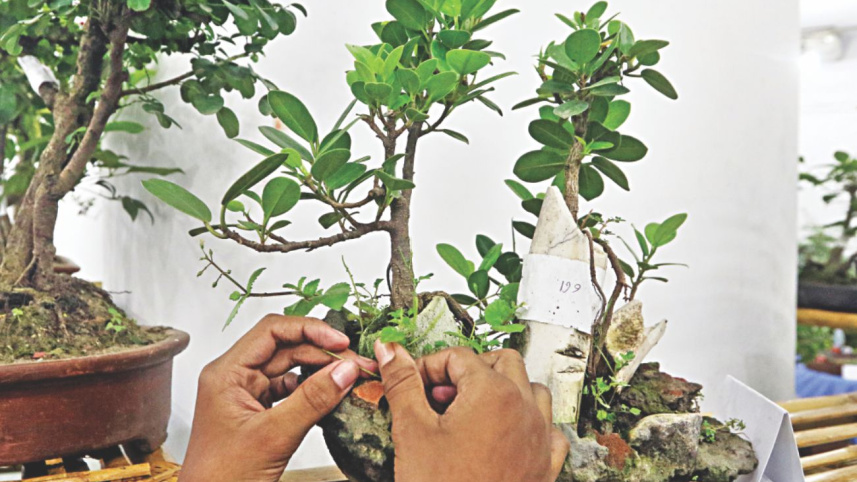 bonsai_3.jpg