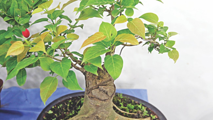bonsai_4.jpg