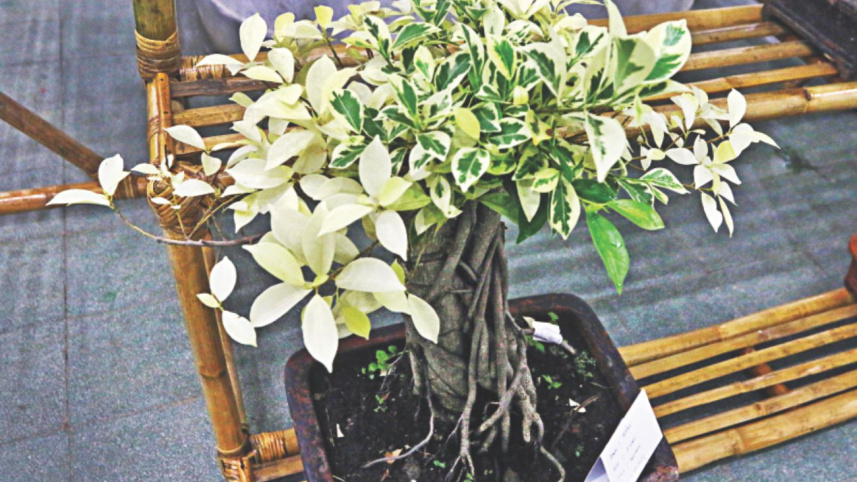 bonsai_7.jpg