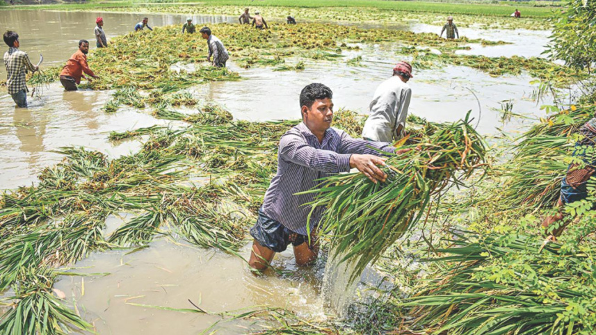 boro_harvest_1.jpg
