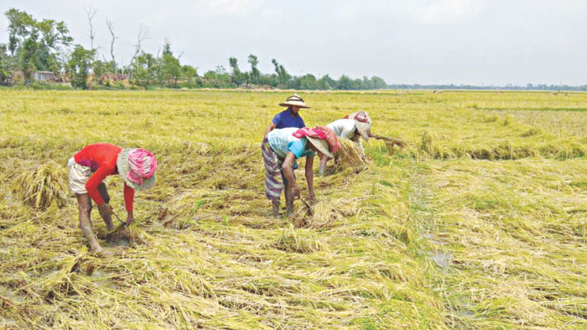 boro_harvest_2.jpg