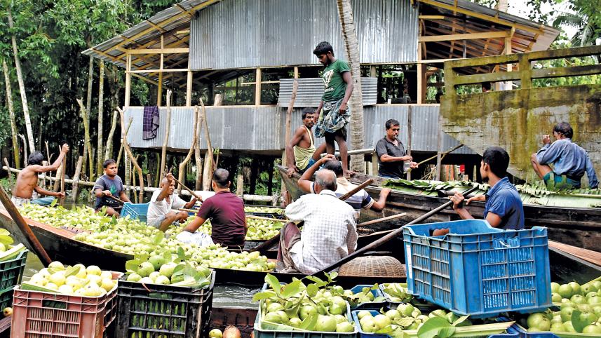 bounty-of-guava5.jpg
