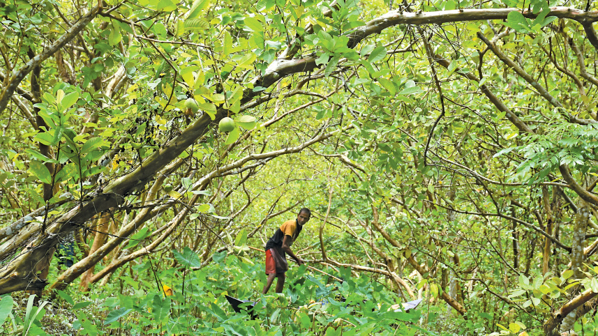 bounty-of-guava9.jpg