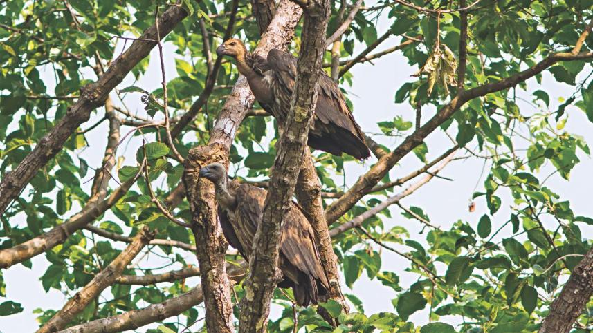 bringing_back_jatayu_from_the_clutches_of_ravana_1.jpg