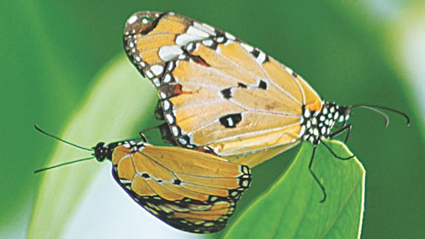 butterfly3_0.jpg