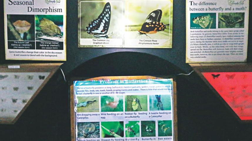butterfly7.jpg