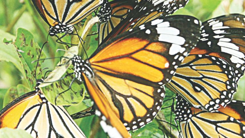 butterfly9.jpg