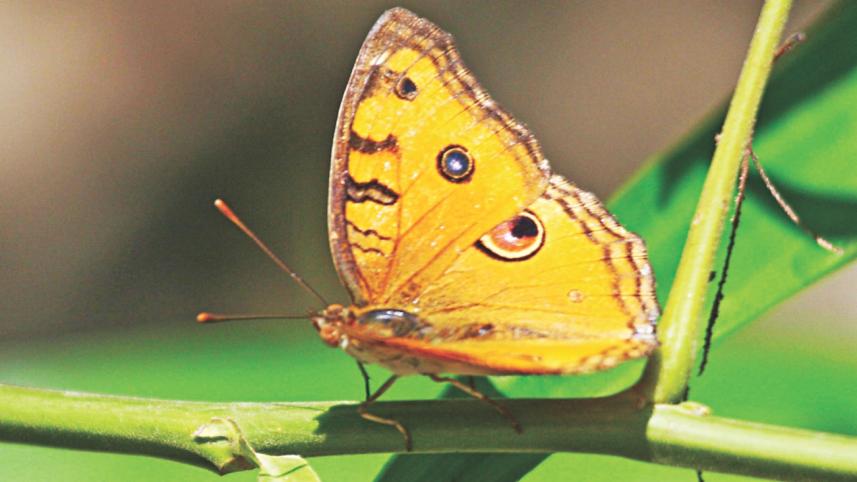 butterfly 2.jpg