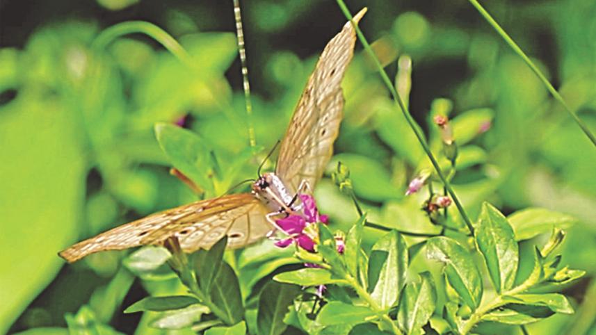 butterfly 6.jpg