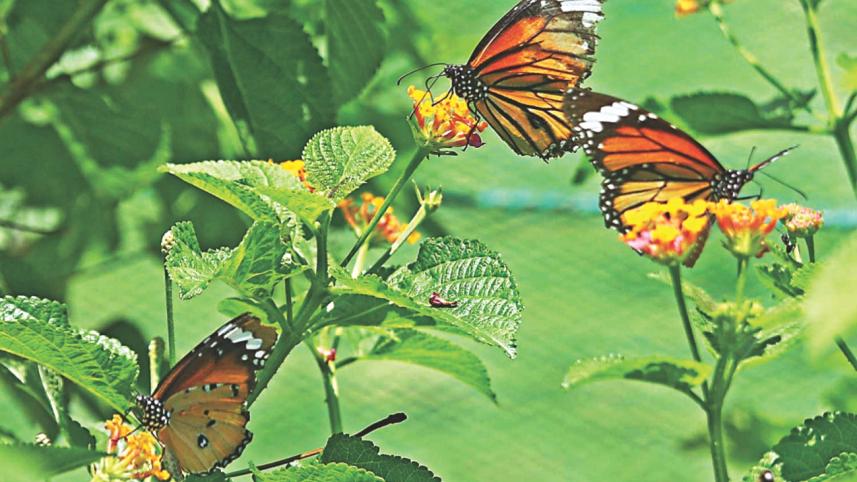 butterfly 8.jpg