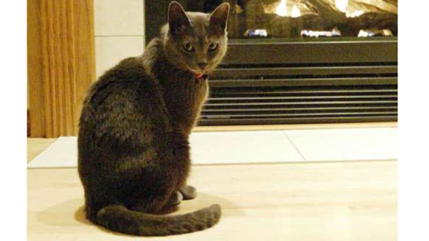 cat-2-web.jpg