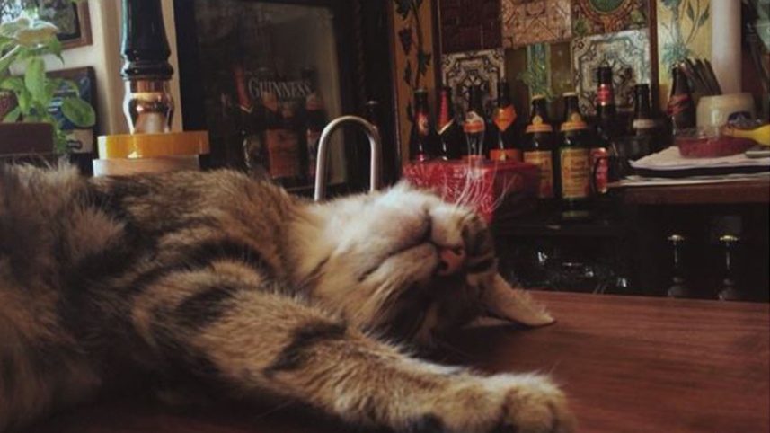 cat 1.JPG