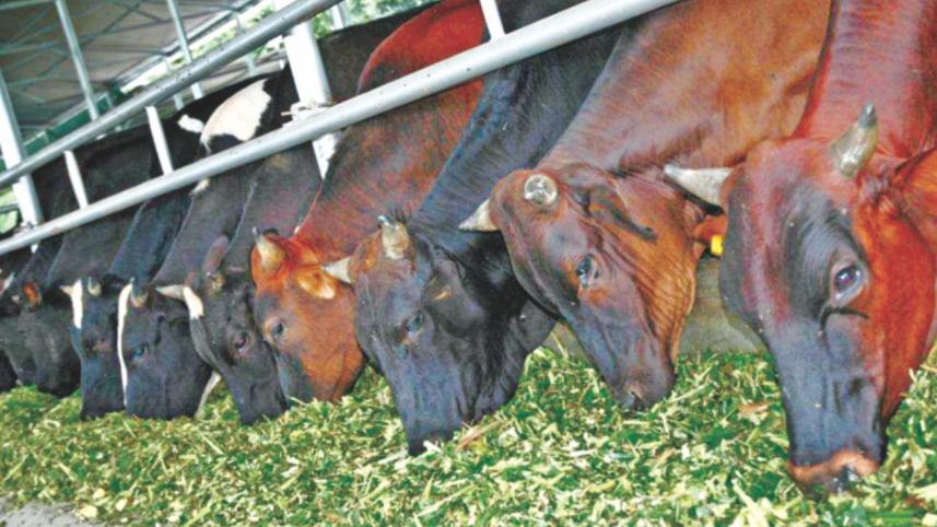 cattle
