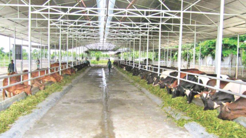 cattle