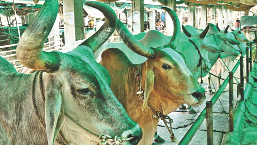 cattle 2.jpg