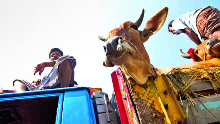 cattle_truck