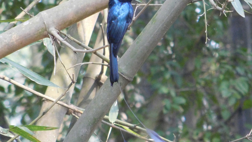 chhoto-bhimraj.jpg