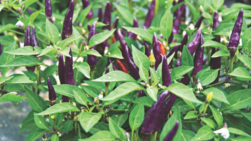 chilli pepper