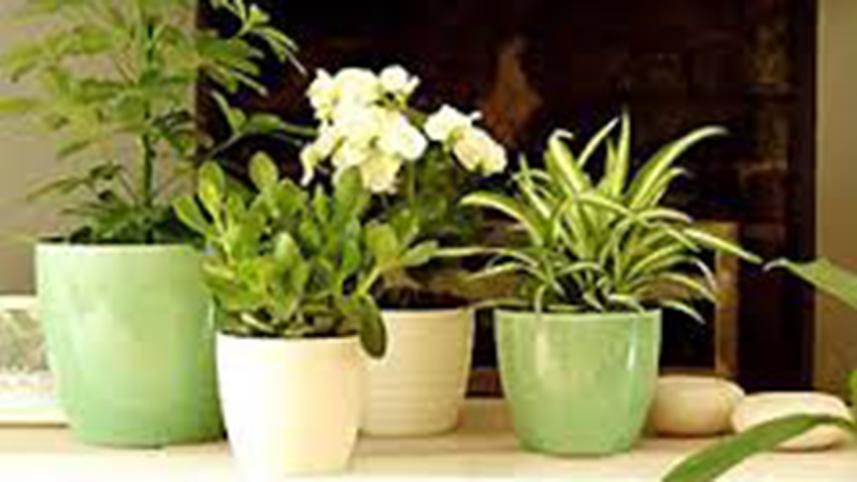 container-gardening-BBC.jpg