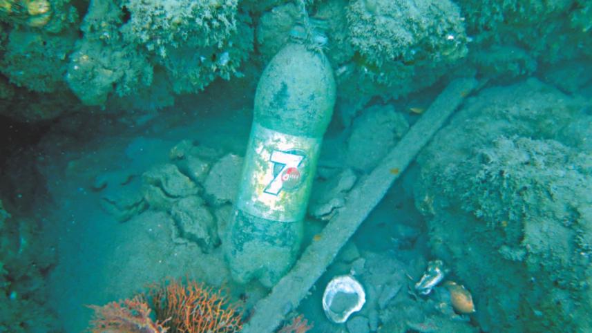corals 2.jpg