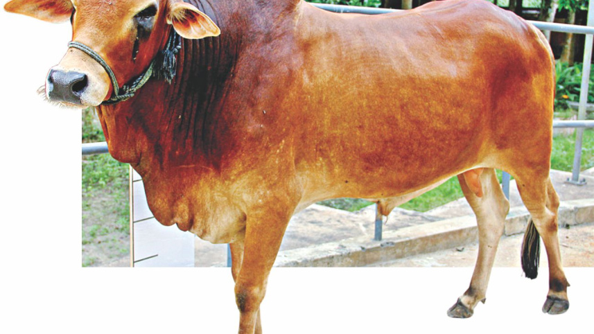 Native Cattle