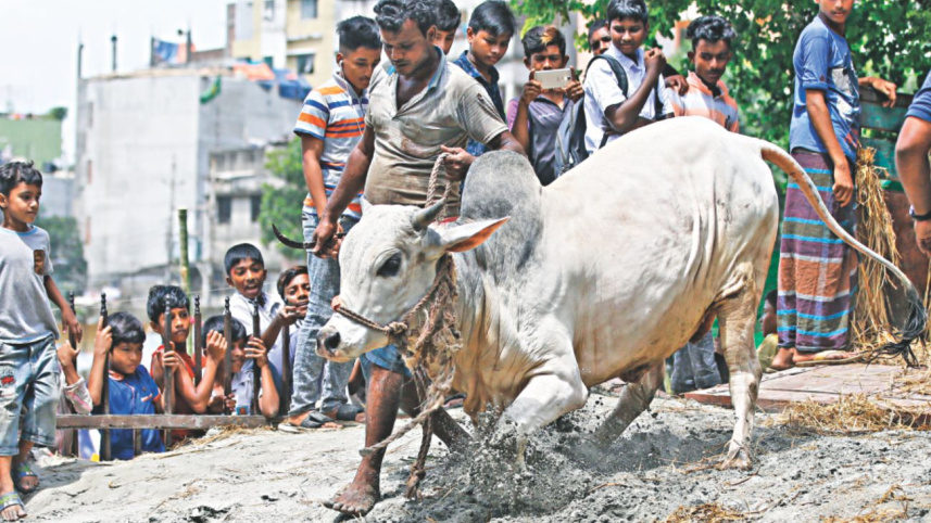cow3_1.jpg