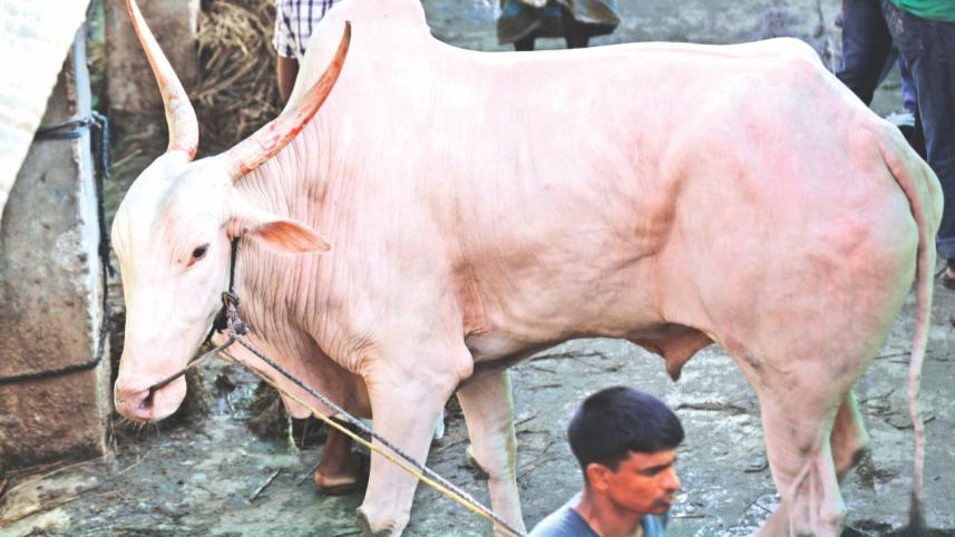 cow4.jpg