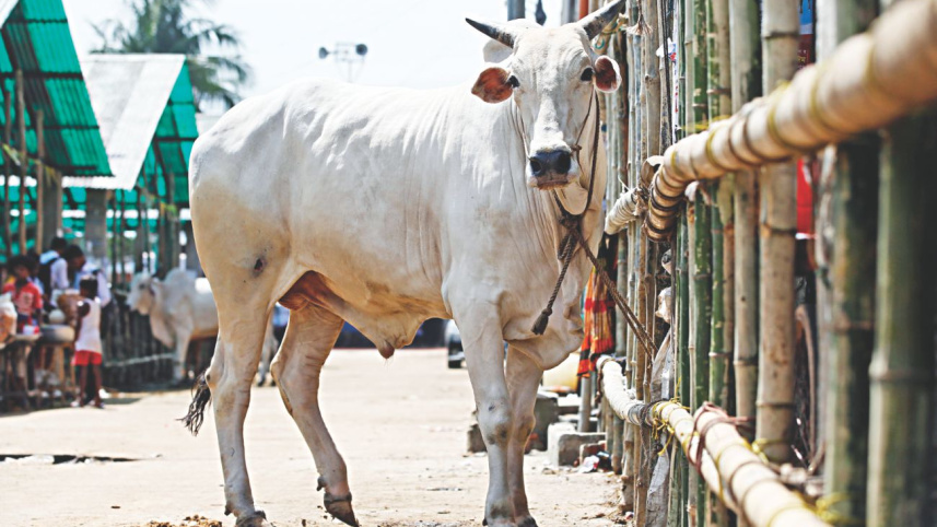 cow5_0.jpg