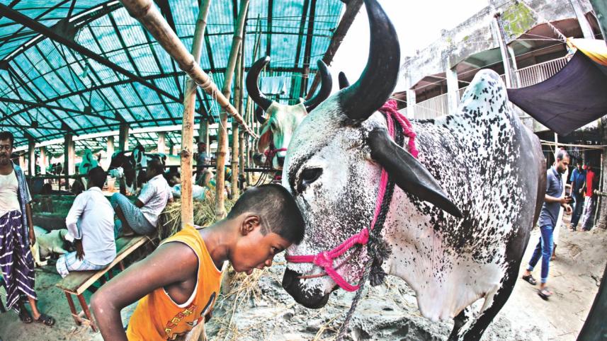 cow6.jpg