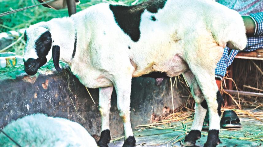 cow9.jpg