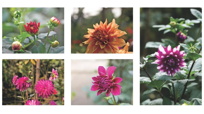 dahlias
