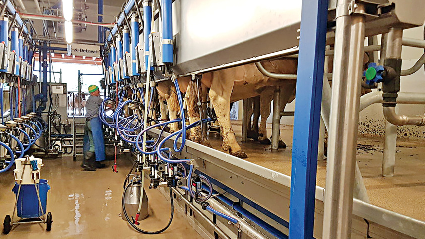 dairy3.jpg
