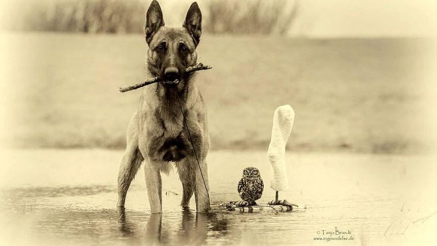 dog9.jpg