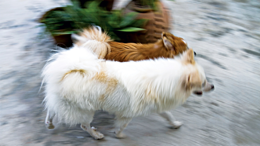 dog_8.jpg