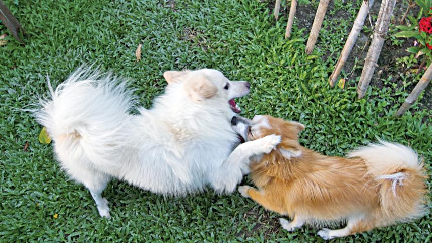 dogs_0.jpg