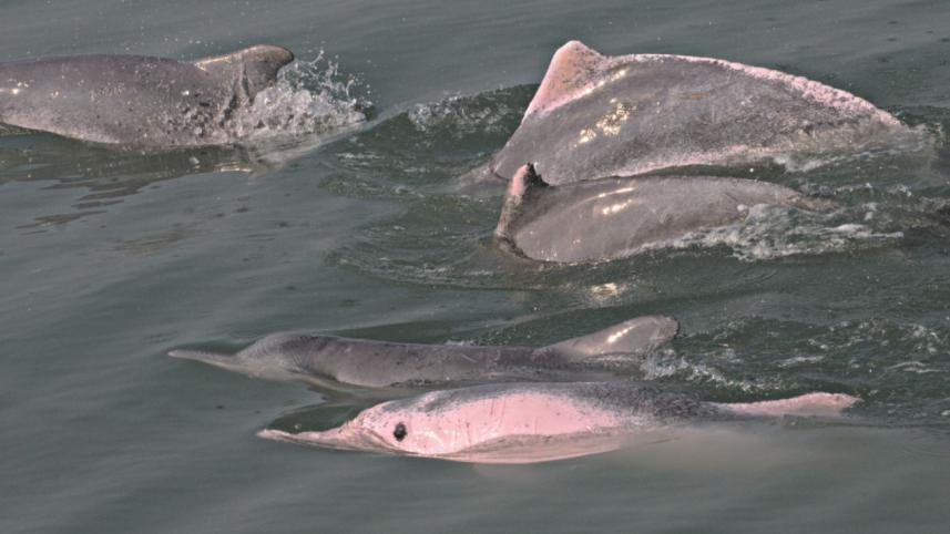 dolphin in bay 2.jpg