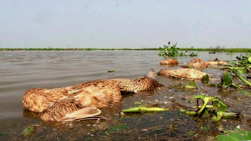 duck_1.jpg