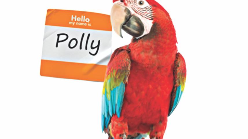 Fantastic Birds
