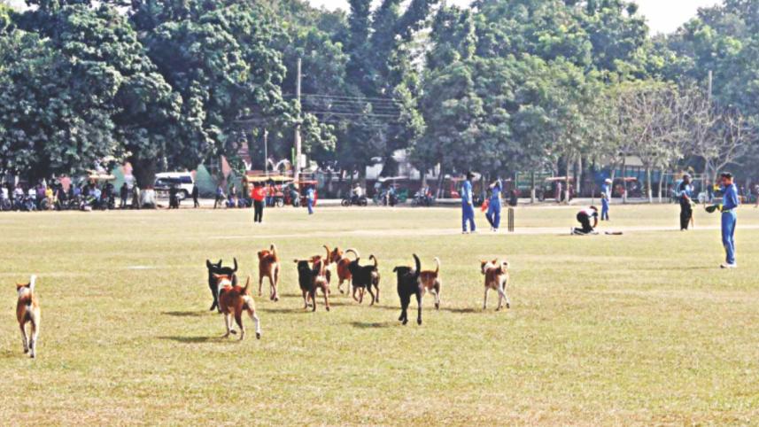 field.jpg