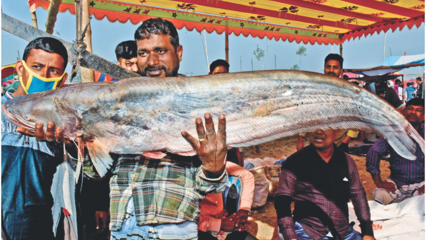 fish1_0.jpg