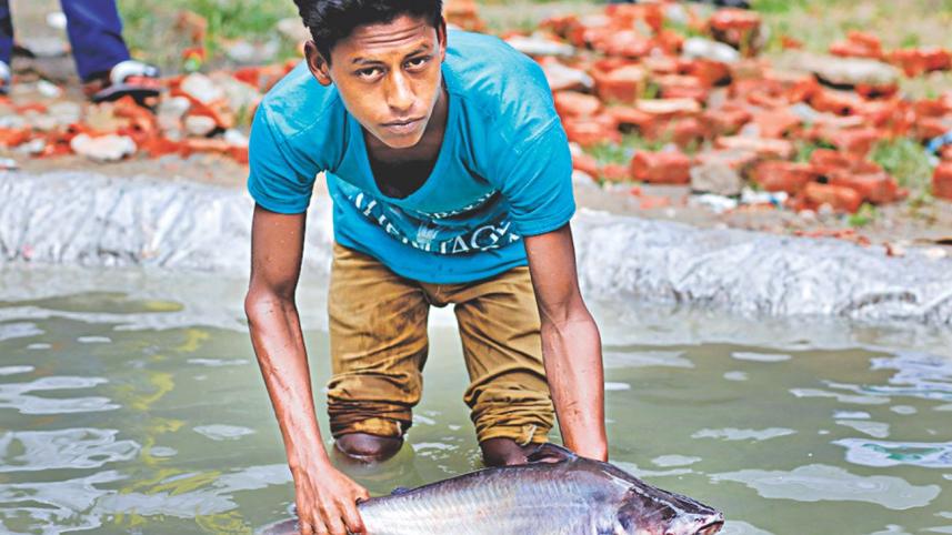 fish4.jpg