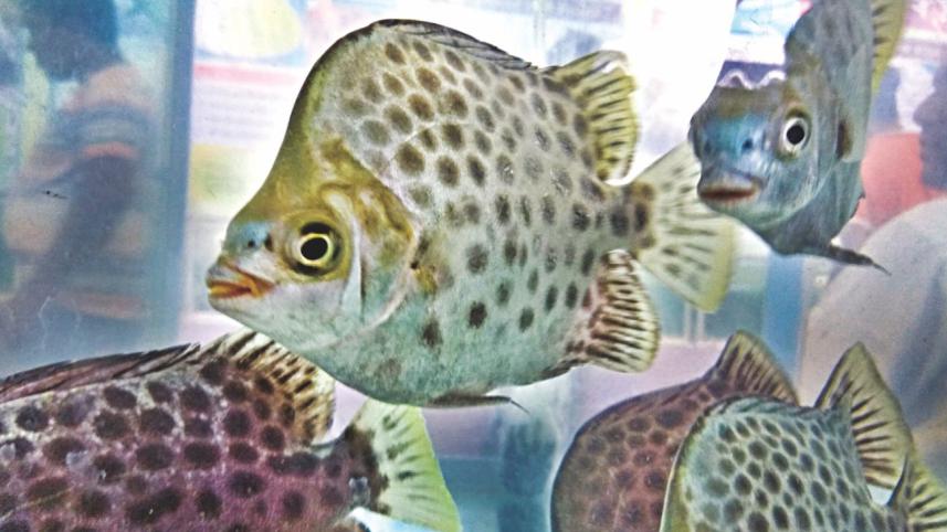 fish6.jpg