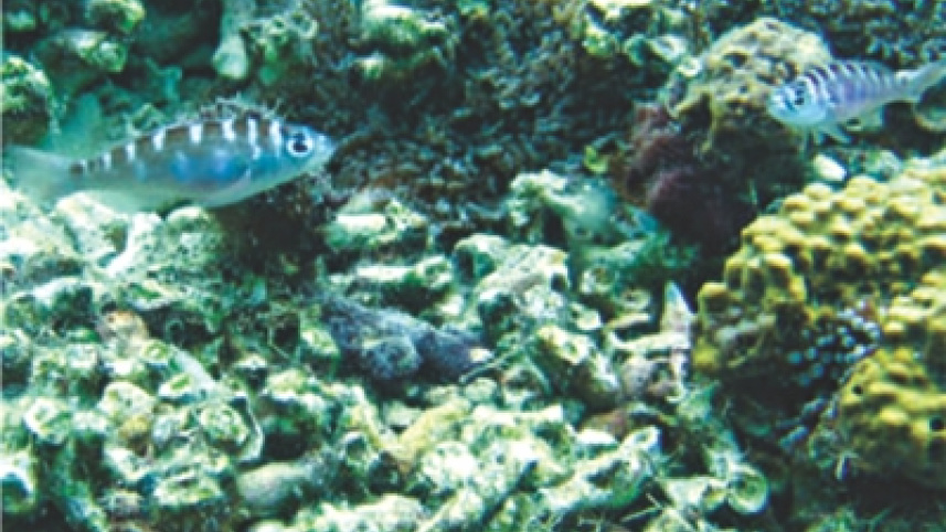 Fish.jpg