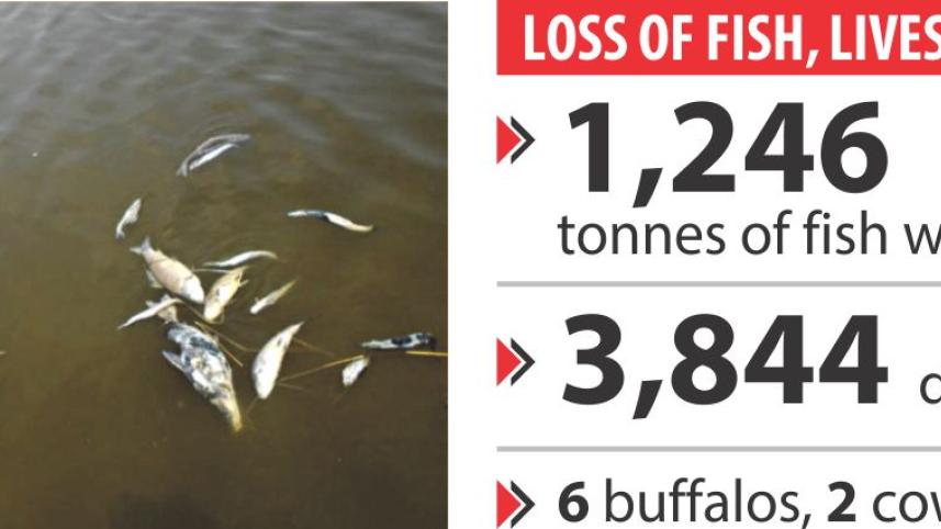 fish_3.jpg