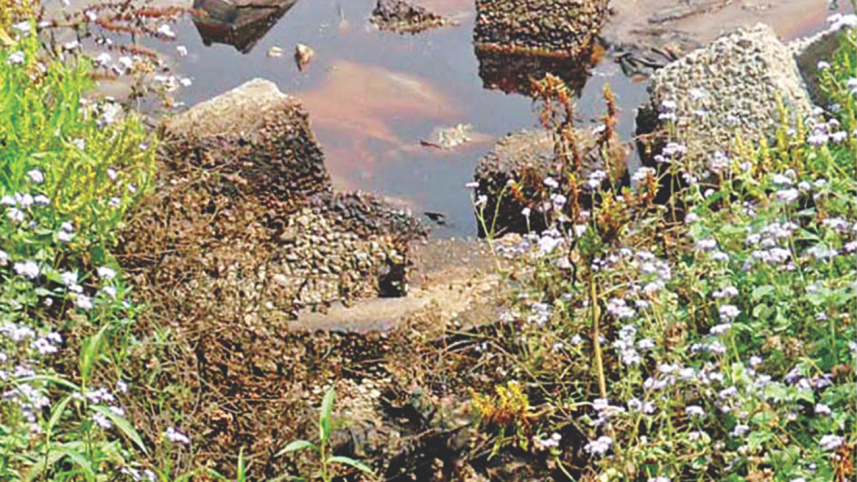 Fish En Masse 1.jpg